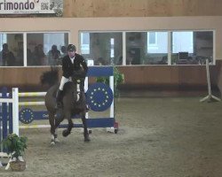 jumper Jimtown's Jambalaya (KWPN (Royal Dutch Sporthorse), 2008, from Jimtown)