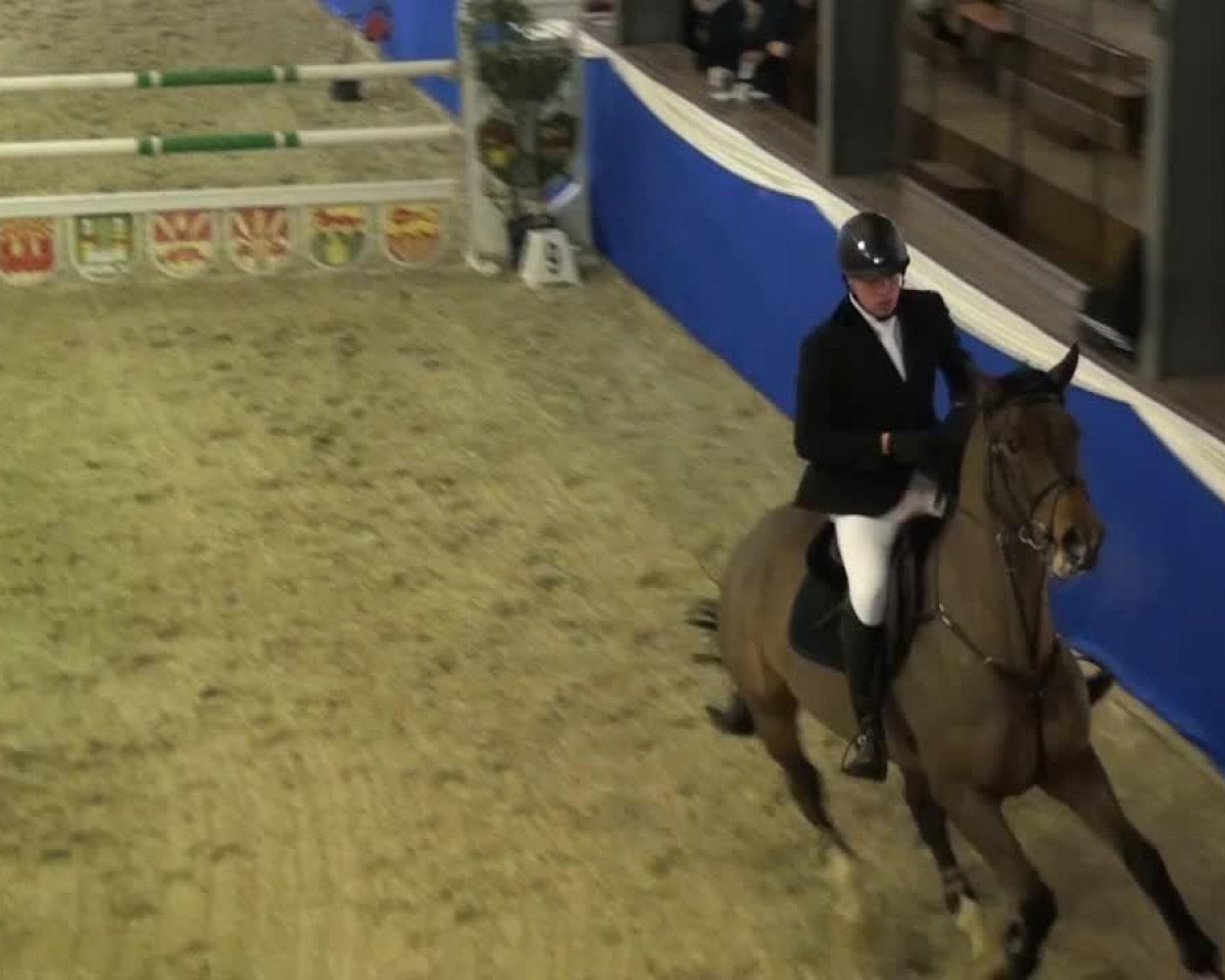 Springpferd Santa Maria 41 (Hannoveraner, 2009, von Stakkato Gold)