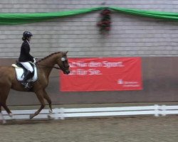 dressage horse Sternprinz KS (Finnish Warmblood, 2008, from Sternkönig 122 FIN)