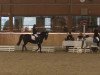 dressage horse Feuerstern 16 (Pony without race description, 2006)