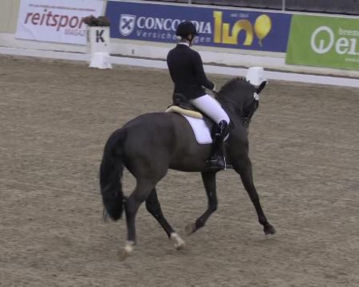 dressage horse Samba Pa Ti M (German Sport Horse, 2008, from Samba Hit I)