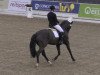 dressage horse Samba Pa Ti M (German Sport Horse, 2008, from Samba Hit I)