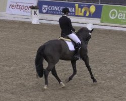 dressage horse Samba Pa Ti M (German Sport Horse, 2008, from Samba Hit I)