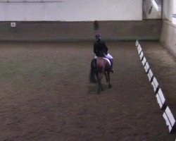 dressage horse Calypso 450 (Welsh-Pony (Section B), 2000, from Courage)