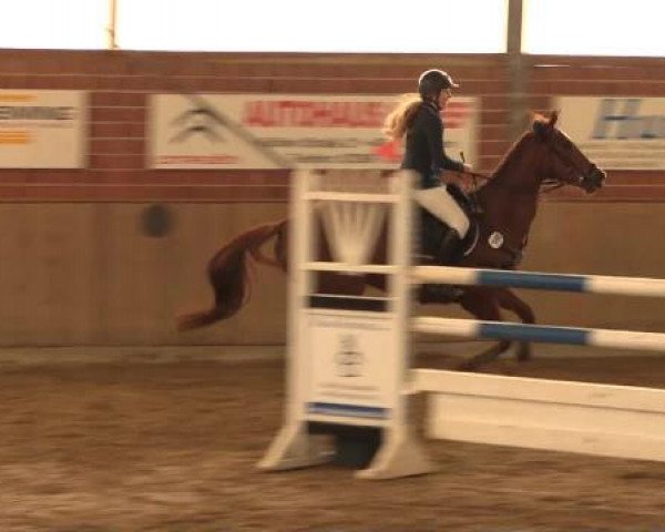 Springpferd Krosa Maja (KWPN (Niederländisches Warmblut), 2008, von Vegas VDL)