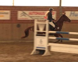 jumper Krosa Maja (KWPN (Royal Dutch Sporthorse), 2008, from Vegas VDL)