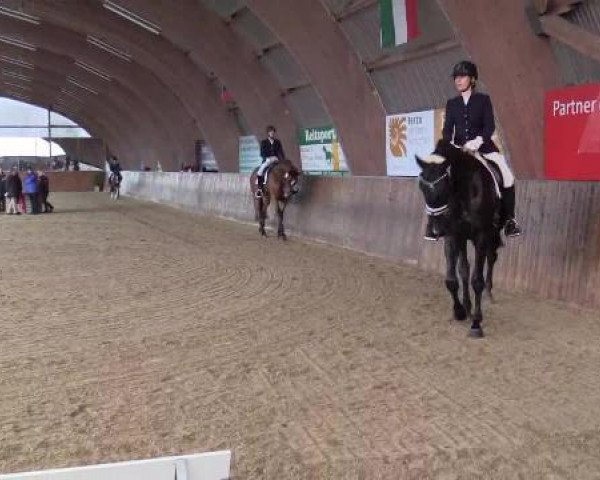 Springpferd Rico (Niederländisches Pony, 2010, von Karlos)