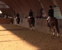 dressage horse Franklyn (Westphalian, 2010, from Flatley 2)