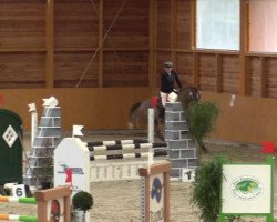 jumper Caletti 2 (Belgian Warmblood, 2010, from Calvino Z)