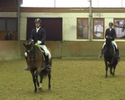 dressage horse die kleine huber (Oldenburg, 2009, from Dayano)