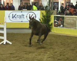 jumper Cilli (Oldenburg show jumper, 2010, from Chintan)