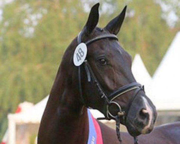 broodmare Calamity Jane (Oldenburg, 2009, from San Amour I)