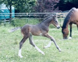 Springpferd For Lasino (Holsteiner, 2021, von For Carsten)