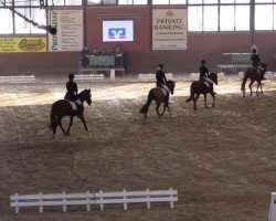 dressage horse Chakalaka Deluxe (German Riding Pony, 2008, from FS Chicago)