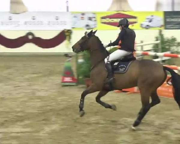 jumper Sir Joris Z (Zangersheide riding horse, 2007, from Sir Shutterfly)