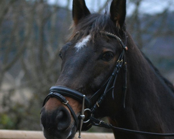 horse Stute von (Württemberger, 2006)