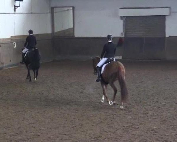 horse Jade 59 (KWPN (Royal Dutch Sporthorse), 2009, from Johnson)