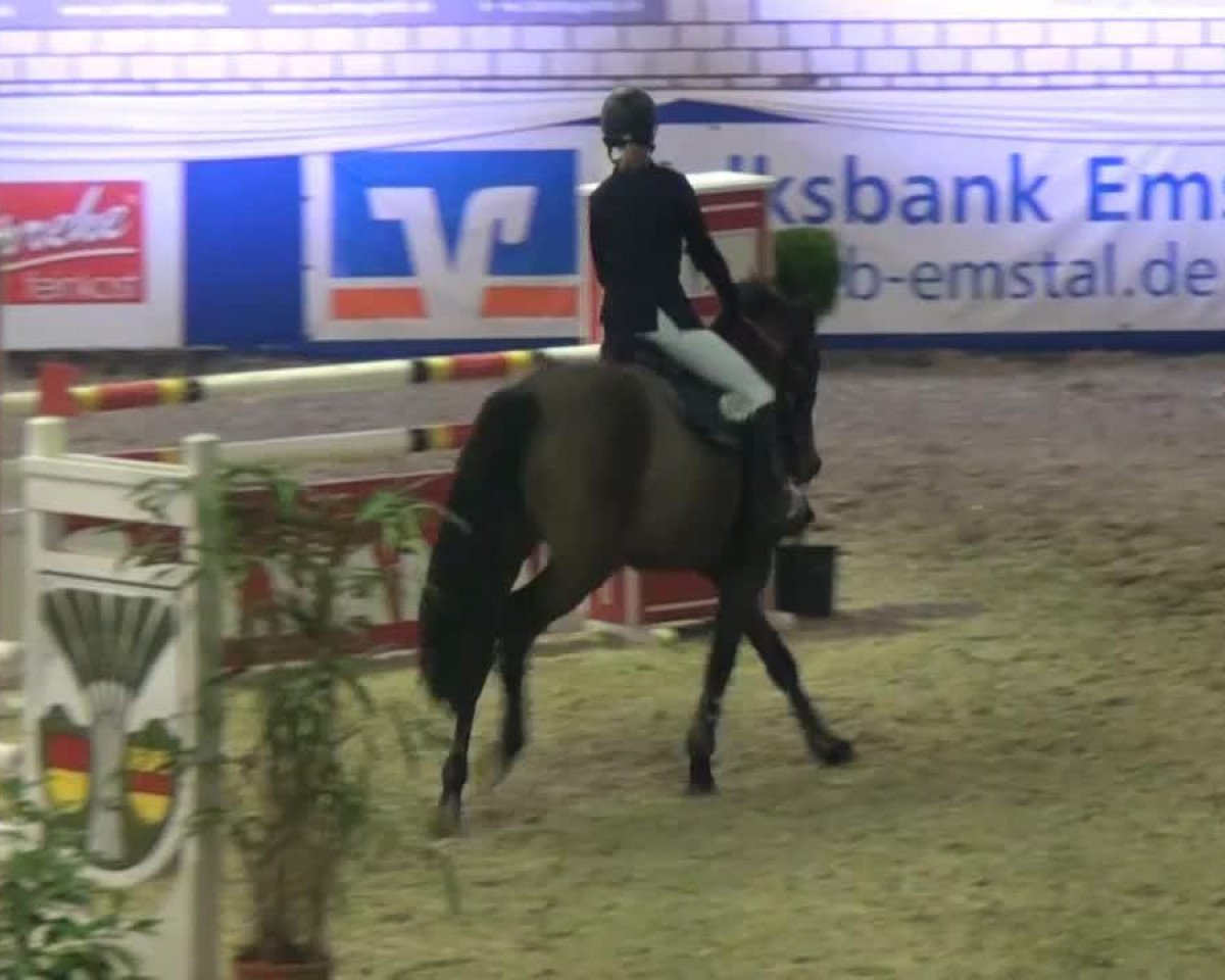 jumper Stainless 2 (Hanoverian, 2008, from Stalypso)