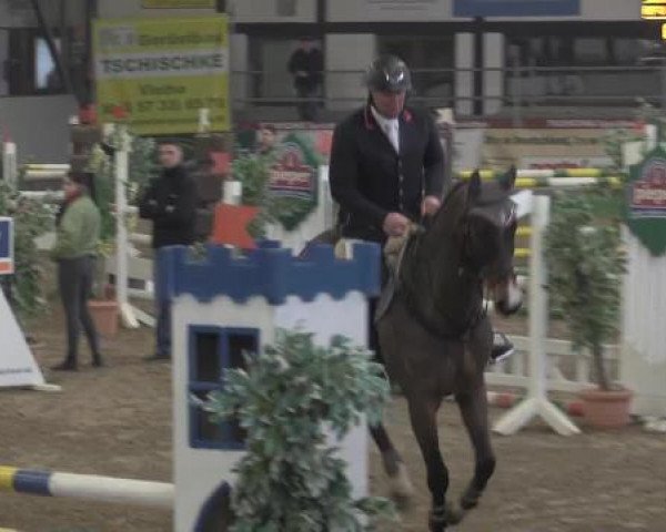 Springpferd Ferron 8 (KWPN (Niederländisches Warmblut), 2010, von Lexicon)