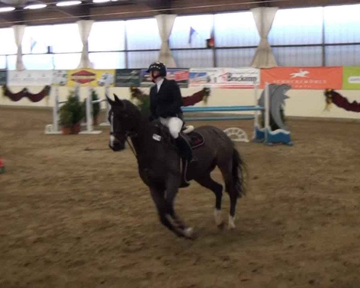 Dressurpferd Cooper (unbekannt, 2000)