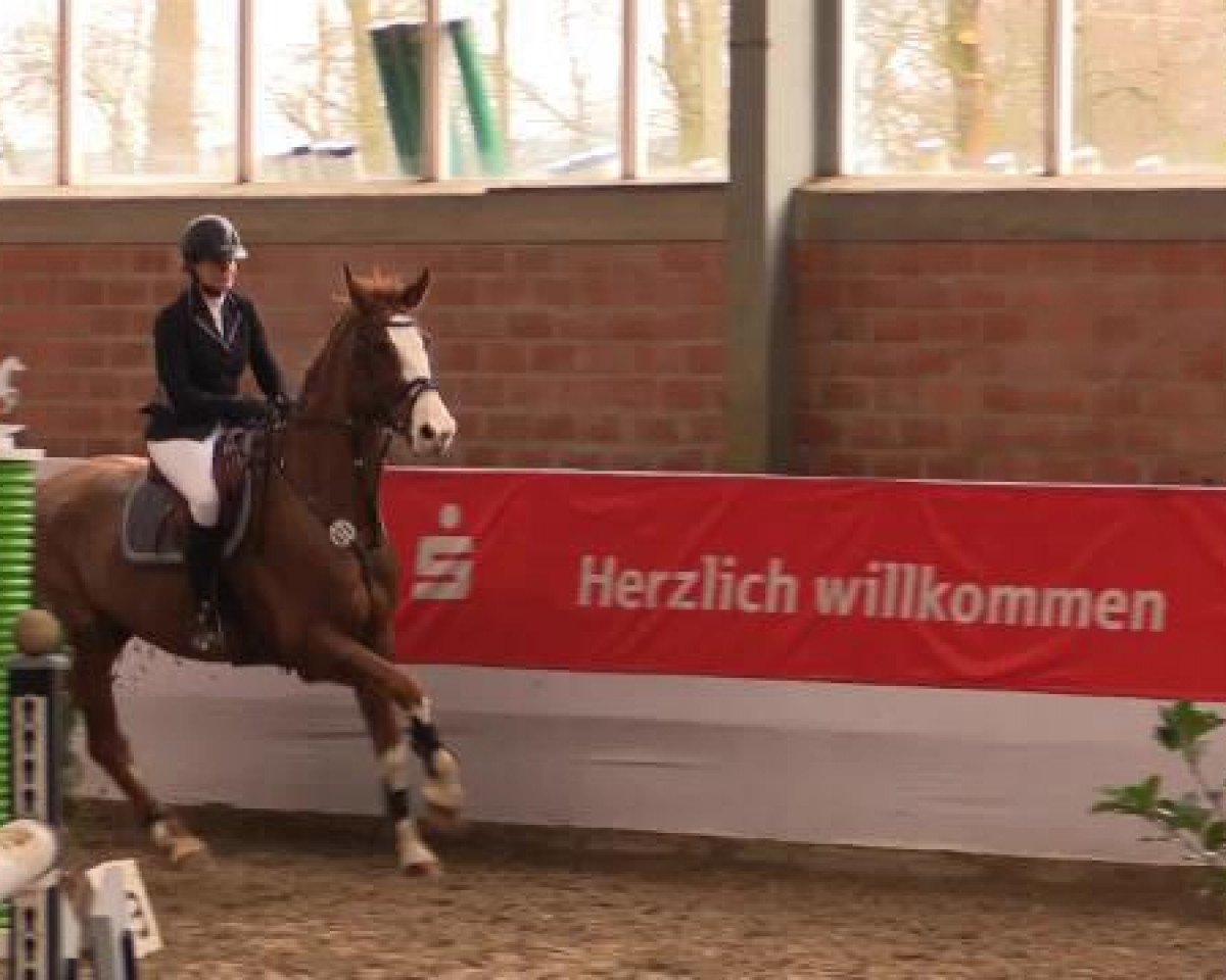 jumper John Player (KWPN (Royal Dutch Sporthorse), 2005, from Lupicor)