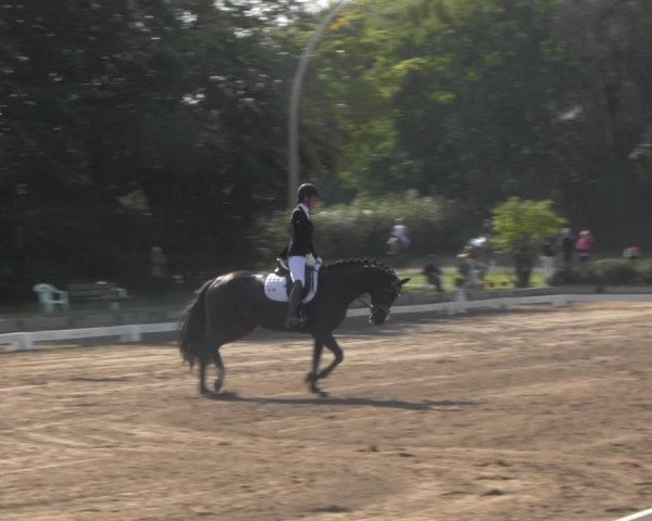 Reitturnier Dallgow 2020