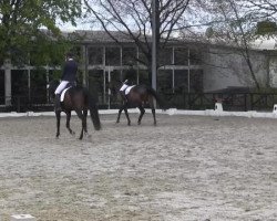 jumper Bella Buonasera (Hanoverian, 2010, from Bon Balou 5)