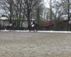 dressage horse El Dorado 83 (Westphalian, 2009, from Ehrenpreis)