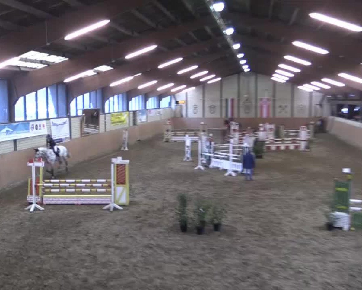 Springpferd Dipicor (KWPN (Niederländisches Warmblut), 2008, von Wizzerd WV)