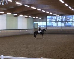 dressage horse Don Balotelli (Hanoverian, 2008, from Don Crusador)