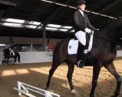 dressage horse Skyfall 11 (Oldenburg, 2010, from Sir Donnerhall I)