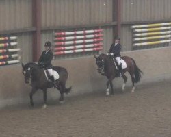 dressage horse Bonny 746 (German Riding Pony, 1999, from Black-Attack)