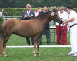 Pferd Angels Ditch Rosalinde (New-Forest-Pony, 2002, von Brandy XIII)