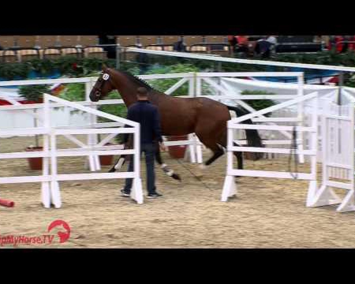 stallion Quality George (Holsteiner, 2012, from Quaterback)
