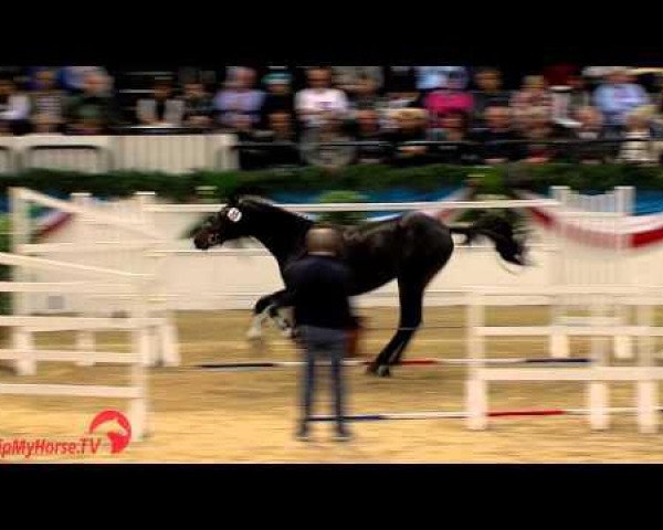 dressage horse Cruseon (Holsteiner, 2012, from Cormint)