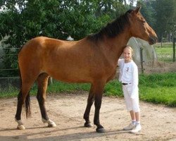 broodmare Easter Mountain Judy (New Forest Pony, 1980, from Duke's Forest Oberon)