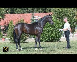 stallion Serge (Hanoverian, 2012, from St. Moritz II)