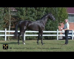 stallion Soiree d'Amour (Hanoverian, 2012, from San Amour I)