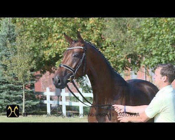 stallion Romtudor (Hanoverian, 2012, from Glock's Romanov)