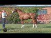 stallion Quijano (Hanoverian, 2012, from Quasar de Charry)