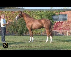 stallion Quijano (Hanoverian, 2012, from Quasar de Charry)