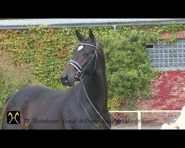 stallion Hengst von Quasar de Charry (Hanoverian, 2012, from Quasar de Charry)