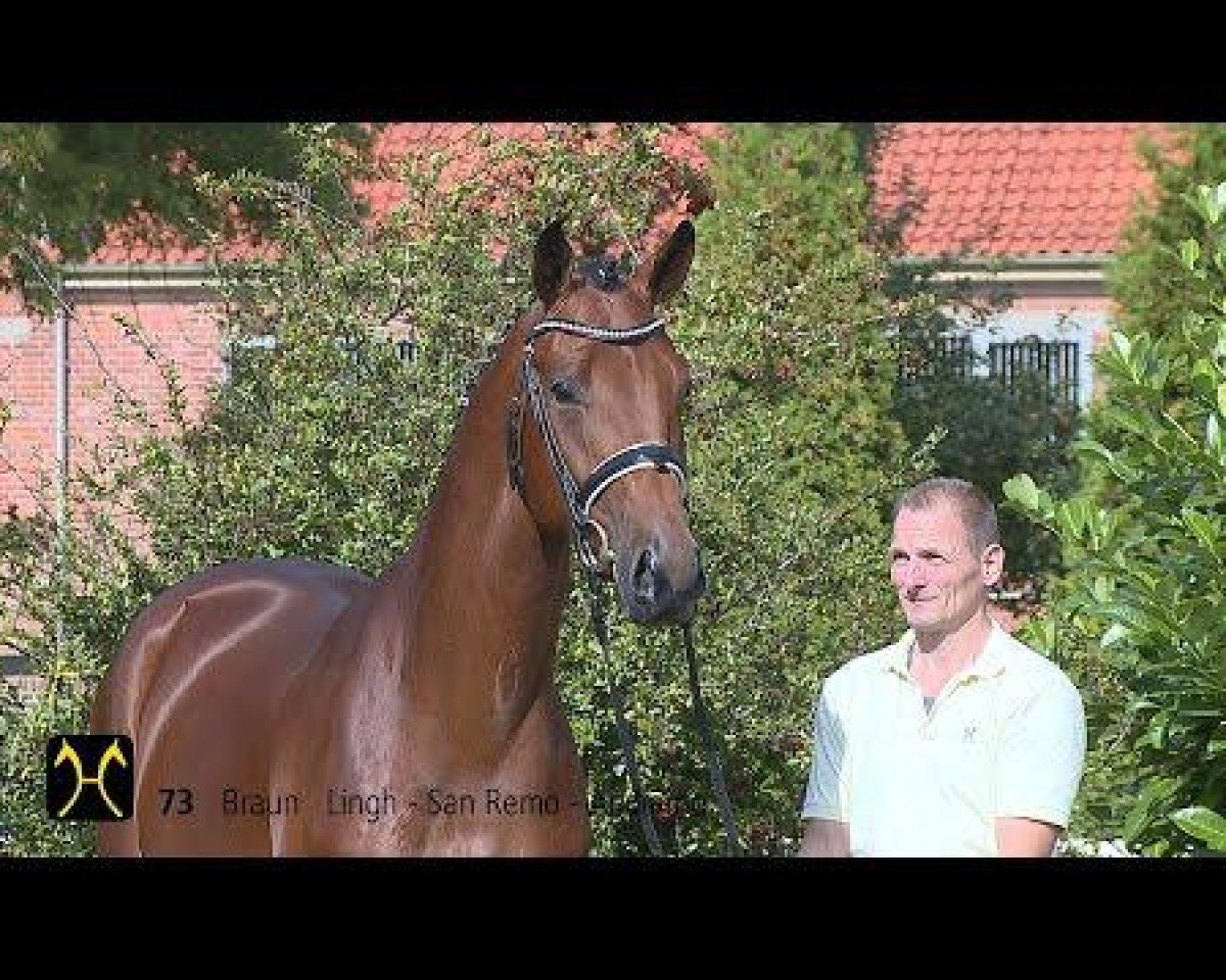 Deckhengst Hengst von Lingh / San Remo (Hannoveraner, 2012, von Lingh)