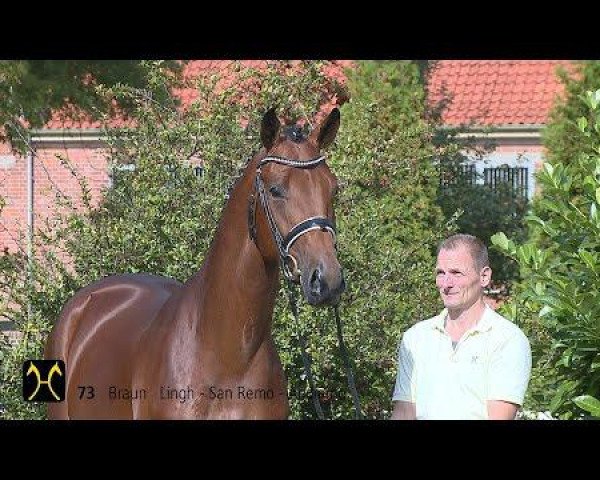 stallion Hengst von Lingh / San Remo (Hanoverian, 2012, from Lingh)