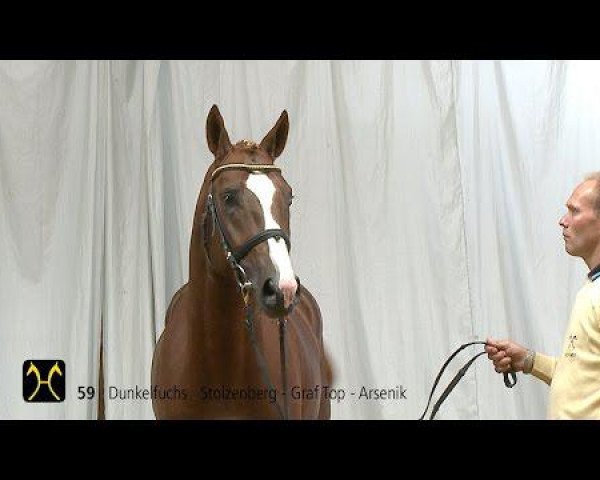 stallion Sterling (Hanoverian, 2012, from Stolzenberg)