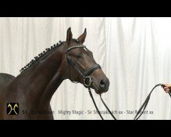 stallion Mighty Anakonda (Hanoverian, 2012, from Mighty Magic)