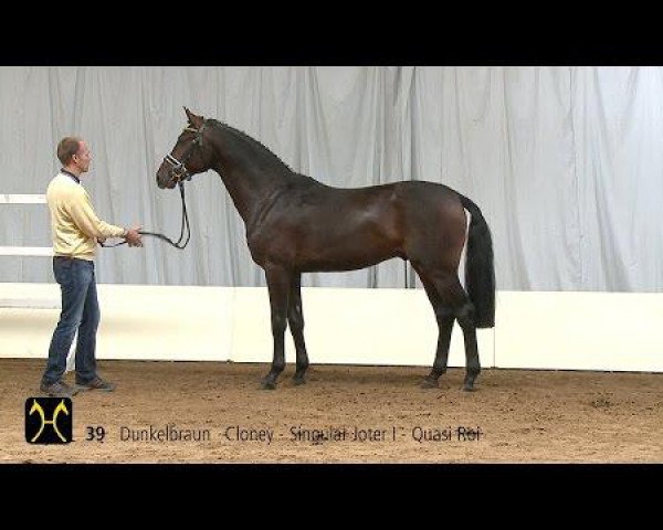 stallion Clavinius (Hanoverian, 2012, from Cloney)