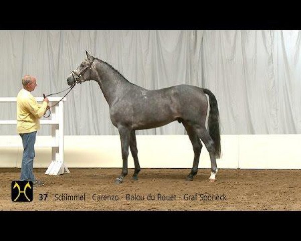 stallion Carambole van de Hunters (Hanoverian, 2012, from Carenzo)