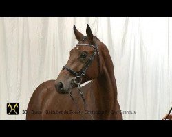 stallion Baloutendro (Hanoverian, 2012, from Baloubet du Rouet)