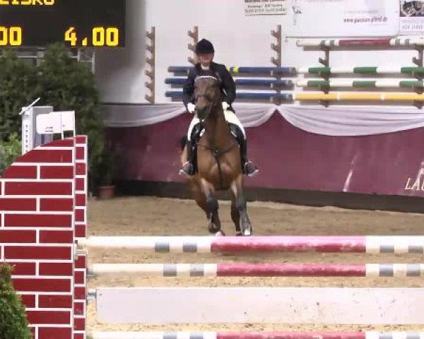 jumper Cawumm (Oldenburg show jumper, 2007, from Chacco-Blue)